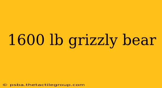 1600 lb grizzly bear