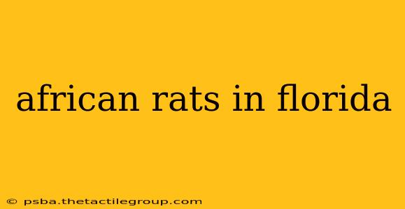 african rats in florida