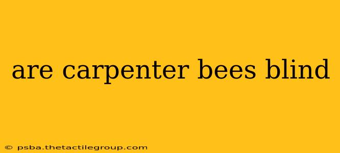 are carpenter bees blind