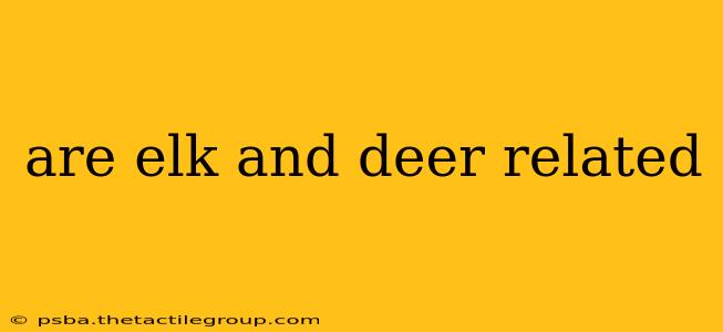 are elk and deer related