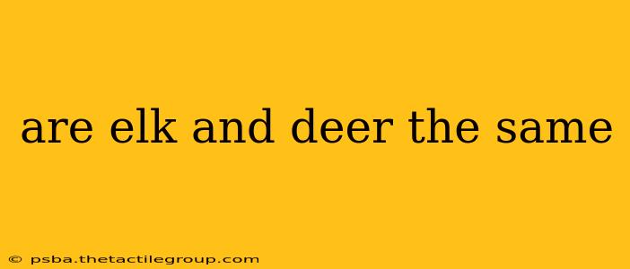 are elk and deer the same