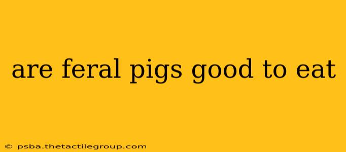 are feral pigs good to eat