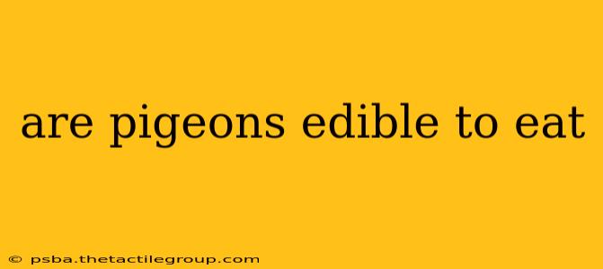 are pigeons edible to eat