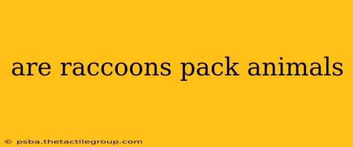 are raccoons pack animals