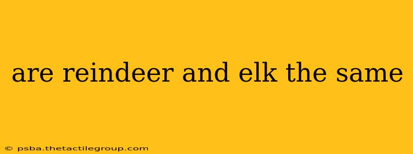 are reindeer and elk the same