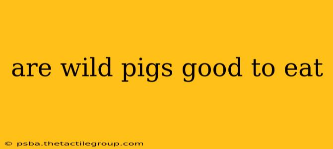 are wild pigs good to eat