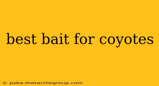 best bait for coyotes