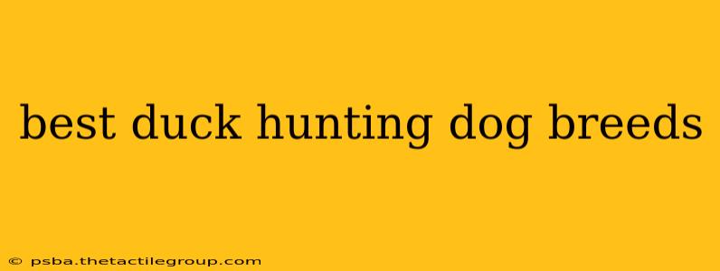 best duck hunting dog breeds