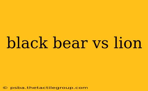 black bear vs lion