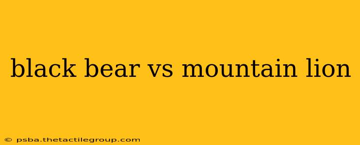 black bear vs mountain lion