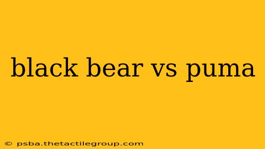 black bear vs puma