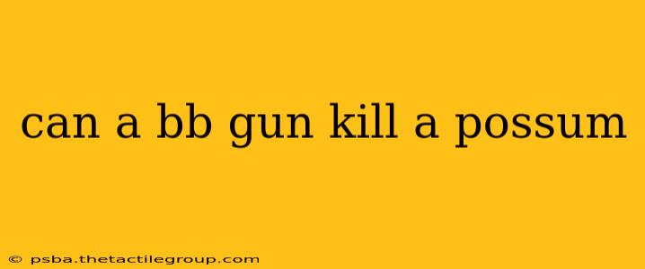 can a bb gun kill a possum