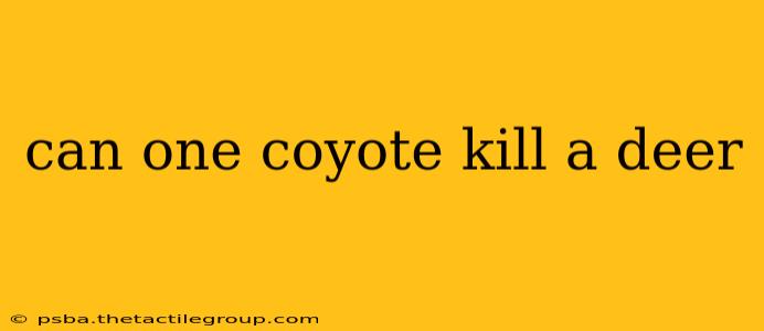 can one coyote kill a deer