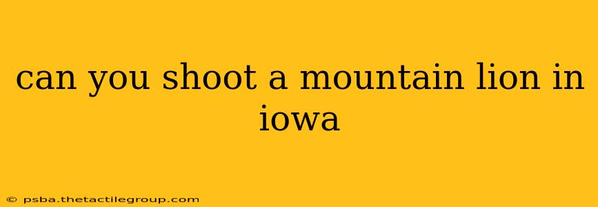 can you shoot a mountain lion in iowa