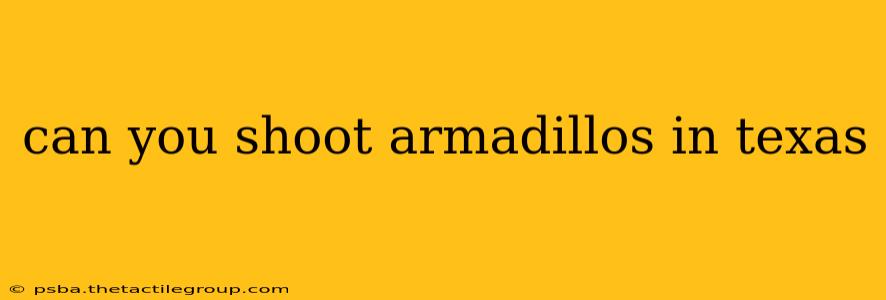 can you shoot armadillos in texas