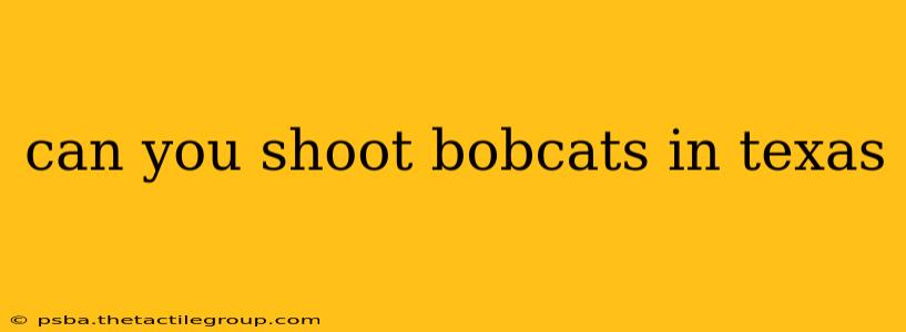 can you shoot bobcats in texas