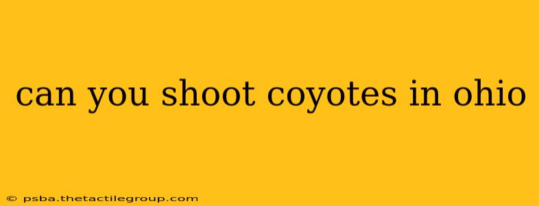 can you shoot coyotes in ohio