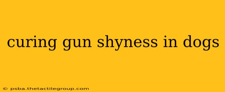 curing gun shyness in dogs