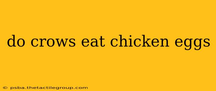 do crows eat chicken eggs