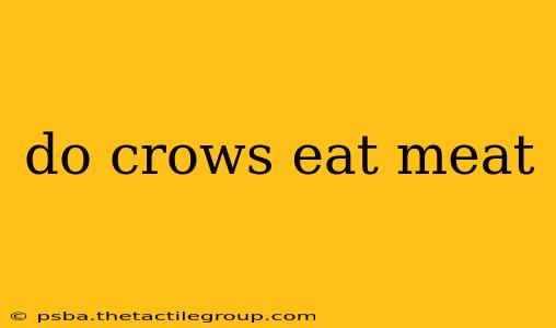 do crows eat meat