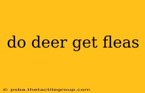 do deer get fleas