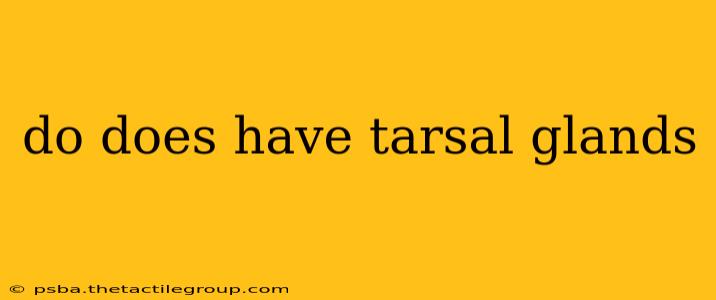 do does have tarsal glands