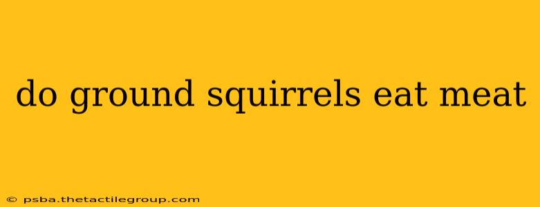 do ground squirrels eat meat