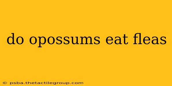 do opossums eat fleas