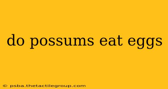 do possums eat eggs