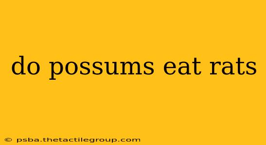 do possums eat rats