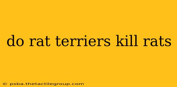 do rat terriers kill rats