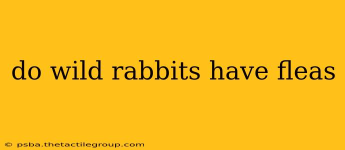 do wild rabbits have fleas