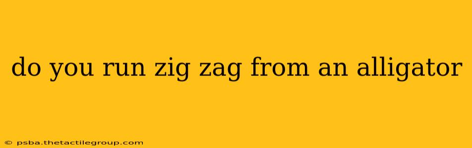 do you run zig zag from an alligator