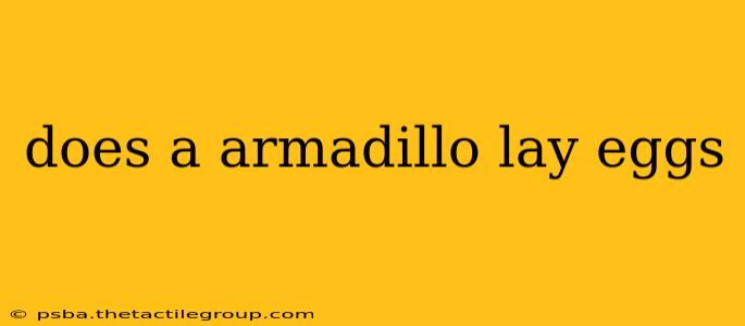 does a armadillo lay eggs