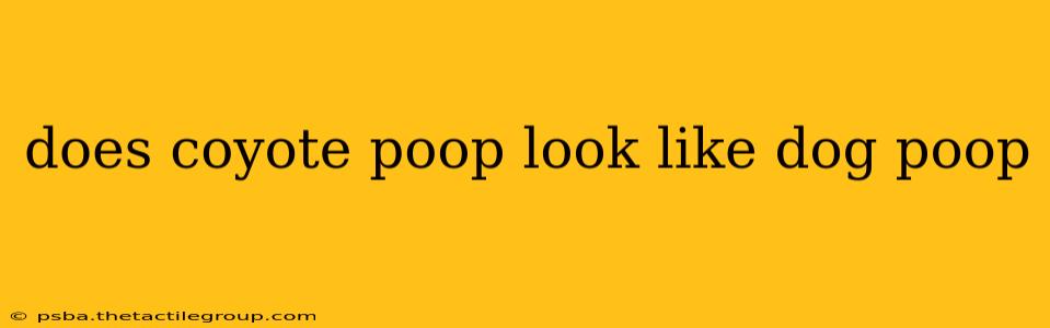 does coyote poop look like dog poop