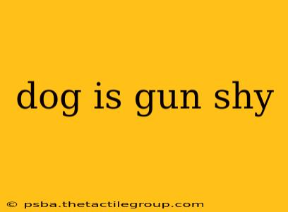 dog is gun shy