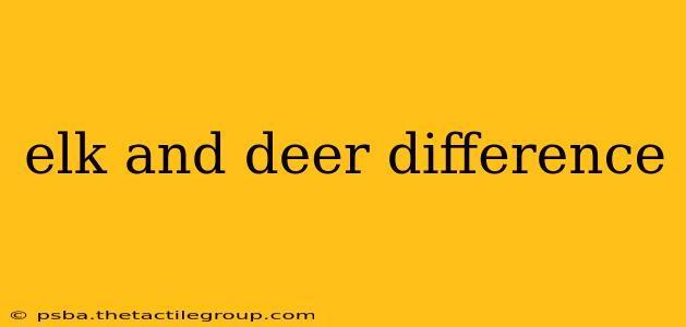 elk and deer difference