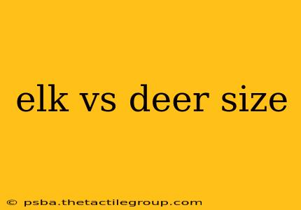 elk vs deer size