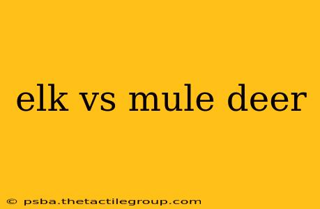 elk vs mule deer