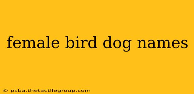 female bird dog names