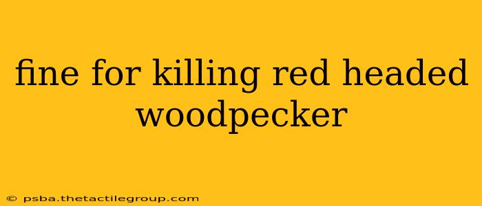 fine for killing red headed woodpecker