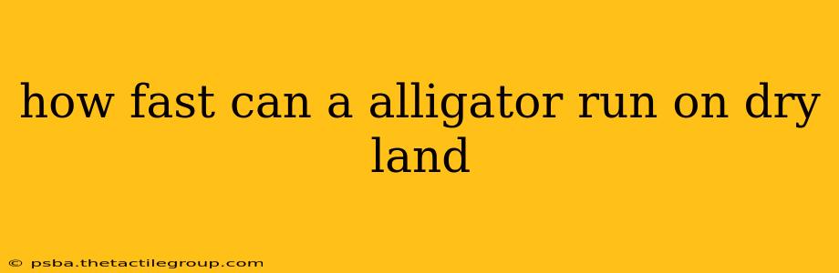 how fast can a alligator run on dry land