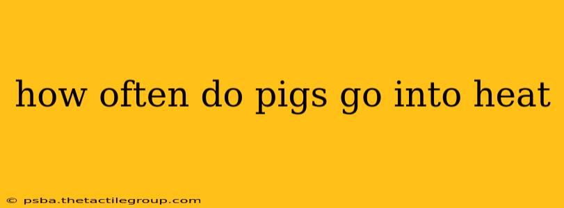 how often do pigs go into heat