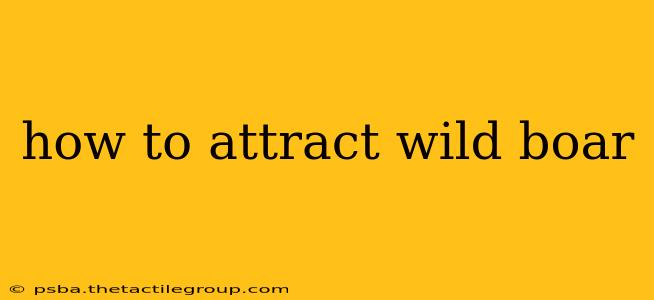 how to attract wild boar