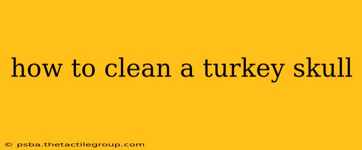 how to clean a turkey skull