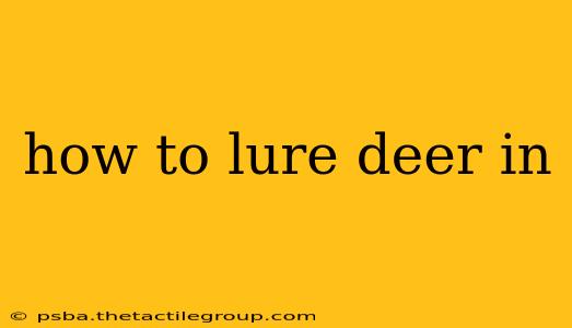 how to lure deer in