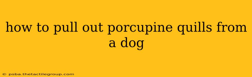 how to pull out porcupine quills from a dog