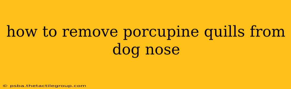 how to remove porcupine quills from dog nose