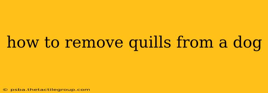 how to remove quills from a dog