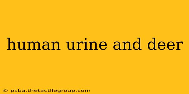 human urine and deer